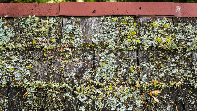Lichen On Some Old Wooden Roof Shingles