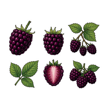 Fresh Blackberry Collection Vector, Whole and Sliced Blackberries with Leaves and Berry Branch Illustration.