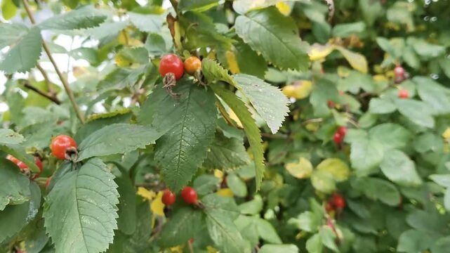 Rose hip bush branch swaying in wind. Wild rosa canina red berries close up. Autumn harvest organic herbal tea ingredient. Healthy dog rose plant. Vitamin c source. Cosmetics oil raw material HD.