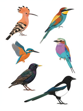 Set of colorful wild birds illustration featuring hoopoe kingfisher and exotic species