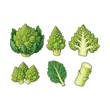 Romanesco Broccoli Collection Vector, Whole and Sliced Romanesco Cauliflower with Florets, Leaves and Stem.