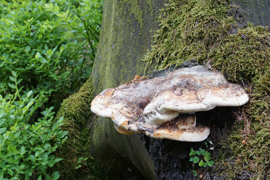 Baumpilz w&auml;chst am Stamm unter Flechten, im Hintergrund Farne und Waldboden, Schichtporling