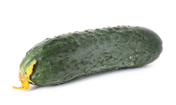 One fresh ripe cucumber isolated on white