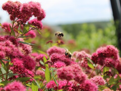 Bees on Spirea 