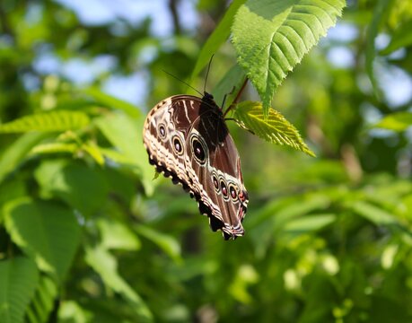 Blue Morpho Butterfly