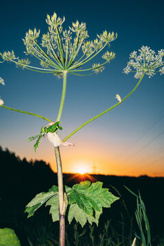 Plant stands near sunset in a field with trees in background