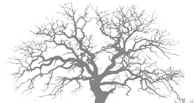 Landscape Tree Vector Collection, Simple Architectural Forest Outlines and Sketches.