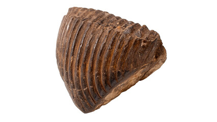 Prehistoric petrified shell fossil or ancient textured geological marine artifact specimen © Arthur