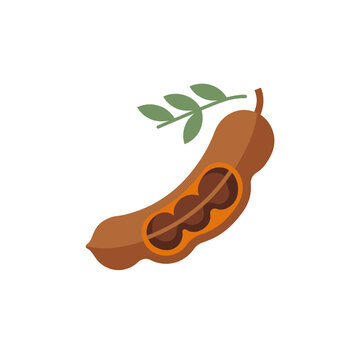 Vector illustration of an open tamarind pod with seeds and green leaves isolated on white background