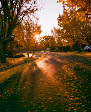 Suburban Street in the Fall 