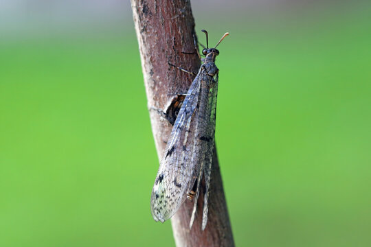 Spotted-wing antlion, Euroleon nostras, a species of antlion found over most of Europe. The larvae of this species hunt ants by digging special traps in the sand.