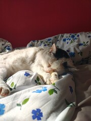sleeping cat sleeping © P