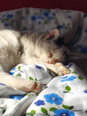 cat sleeping on the bed © P