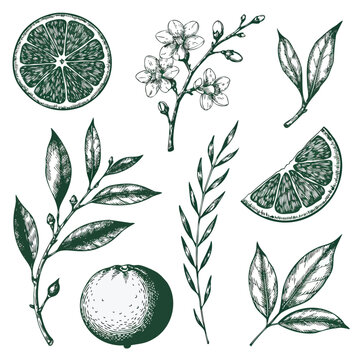 Botanical citrus illustrations show detailed sketches of orange fruits, flowers, and leaves.