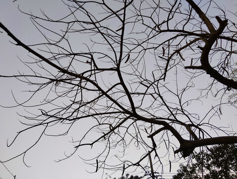 Silhouette of bare tree branches against dramatic twilight sky for editorial and nature photography.