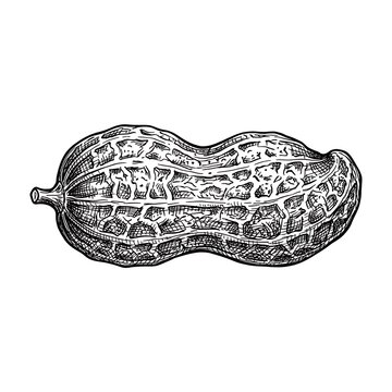 Detailed Hand-Drawn Peanut in Shell Illustration