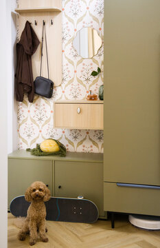 Dog sits near skateboard and cabinet in a room