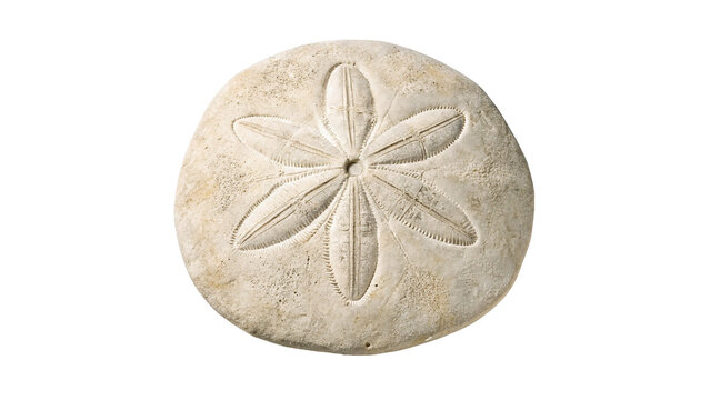Fossilized sand dollar sea urchin skeleton ancient marine specimen isolated object