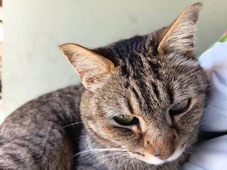 close up of a cat © Parakhat