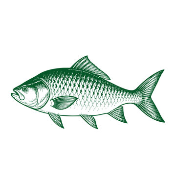 catla fish Hand Drawn Illustrations