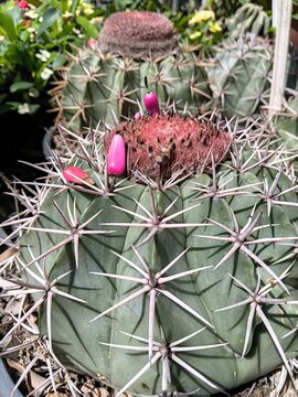 Melocactus with long spines and bright pink fruits on top.