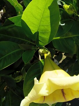 solandra maxima