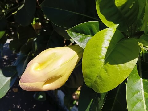 Large unopened buds of the tropical Solandra maxima.