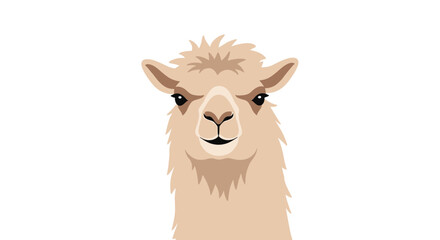 Fototapeta premium Close up portrait of a cute smiling llama or fluffy alpaca with thick beige fur isolated on a white background.