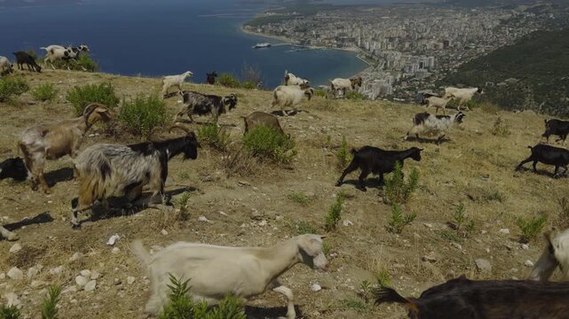 Herd Of Goats Grazing On Dry Hillside. Farming Environment 