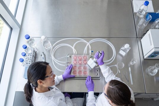 Two female scientists working together with a multichannel pipette and cell culture tray in a modern laboratory