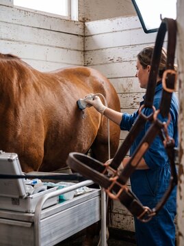 A female veterinarian performs an ultrasound examination on a chestnut horse inside a rustic stable stall