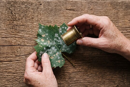 Hands inspecting a diseased grapevine leaf infected with powdery mildew using a vintage brass magnifying loupe on a wooden table