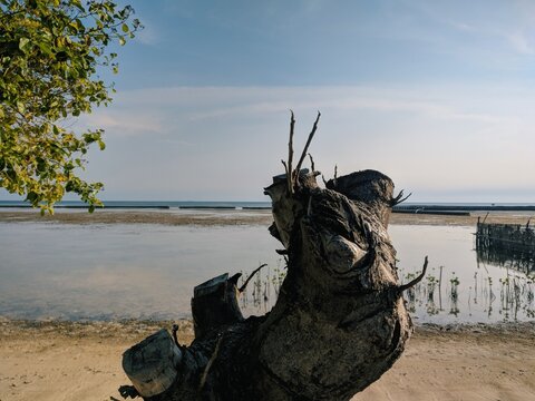 Weathered driftwood stump on sandy beach during calm morning with soft sunlight and tranquil coastal ocean view