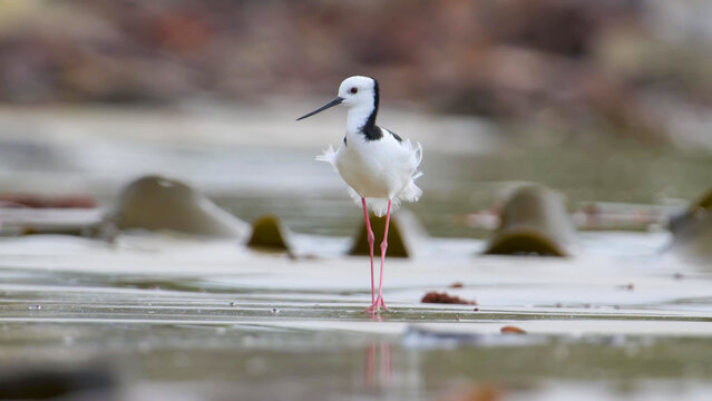 Pied Stilt standing on shallow wetland with leg reflection