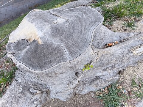 Section of a stump top view
