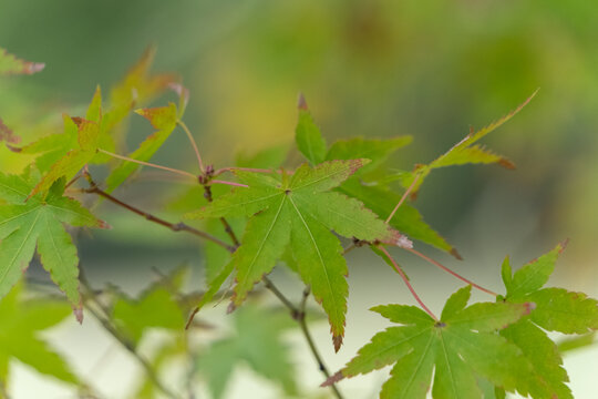 Fresh green Japanese maple leaves slightly turning red in early autumn garden with soft bokeh background