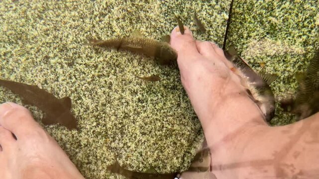 Close up shot of male foot resting in clear shallow water with doctor fish feeding on skin. Garra rufa spa procedure on mossy stone pool bottom for natural skincare