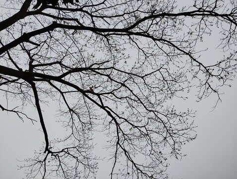 Bare tree branches against dramatic sky for editorial and nature photography.