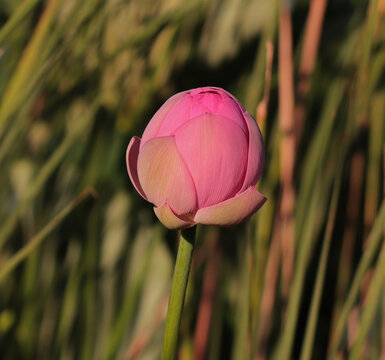 An unopened bud hindu lotus 