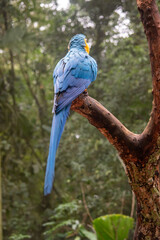 Blue and gold macaw perched majestically on tree branch © TC2412