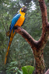 Blue and gold macaw perched majestically on tree branch © TC2412