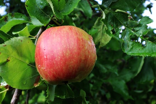 Jonathan Gold apple on tree with green leaves