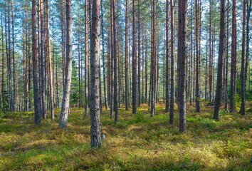Espoo, Finland - 08.09.2018: Sunlight dappling the forest floor through a dense stand of straight pine trees in a lush woodland © Andrei