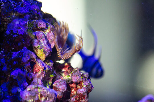 Feather Duster Worm Crown Attached to Live Rock in Saltwater Aquarium