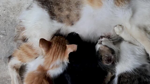 High-angle shot of a mother cat sleeping peacefully on the ground while nursing her adorable kittens together.