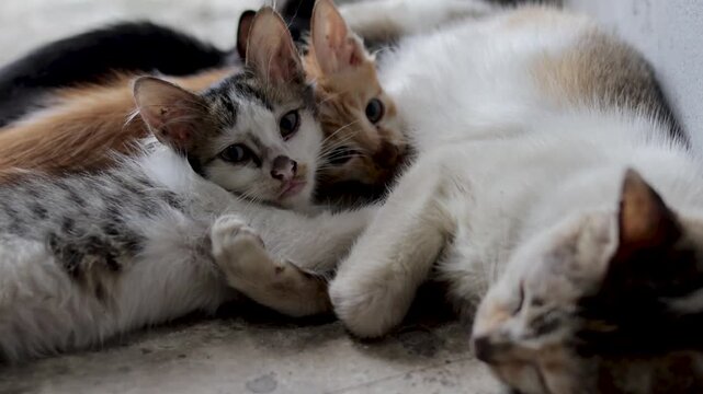 Close-up shot of adorable mixed-color kittens drinking milk together from their mother cat lying on the ground.