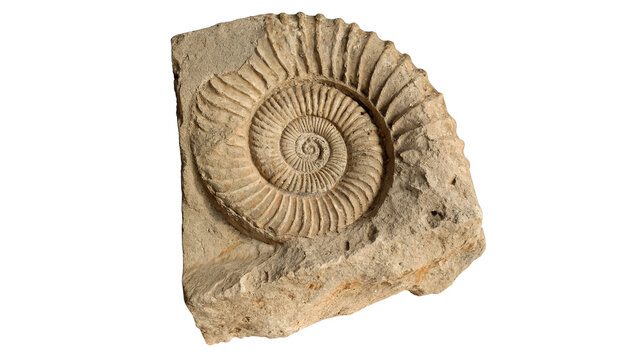 Prehistoric spiral ammonite fossil shell specimen detailed ancient marine artifact in stone