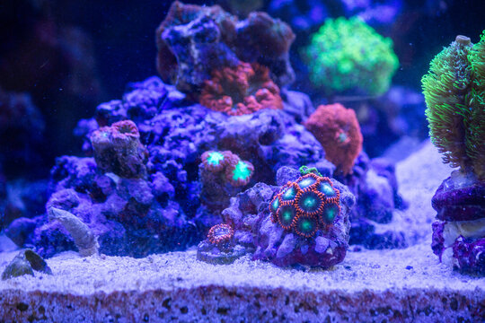 Colorful Reef Aquarium Aquascape with Zoanthids and Soft Corals