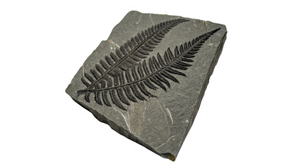 Prehistoric fossil specimen showing ancient fern leaf plant imprint in square stone slab © Mia