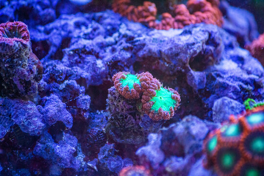 Fluorescent Blastomussa Coral Polyp on Live Rock in Saltwater Reef Aquarium